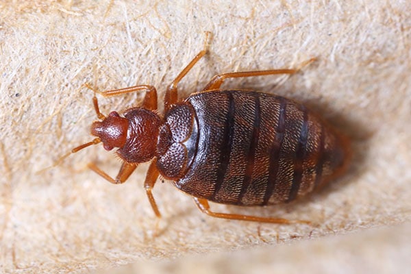 how-to-get-rid-of-bed-bugs-in-your-hostel-room-getrooms-blog